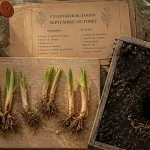 Quand planter le muguet : griffes prêtes à être plantées