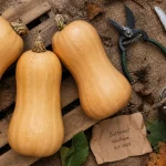 Quand cueillir les butternut mûres : pédoncule sec, gelées, photo automne
